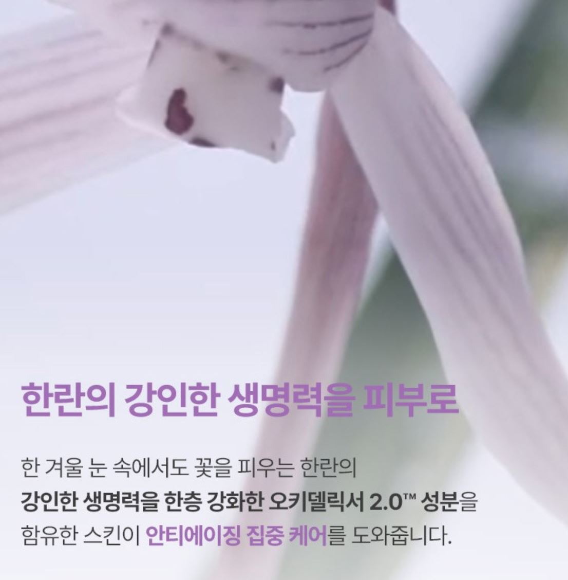 [Innisfree] Jeju Orchid Skin & Lotion Set with Soft Hydrating Finish | 170ml + 170ml